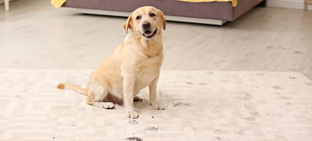 Pet Odor & Stain Removal Service