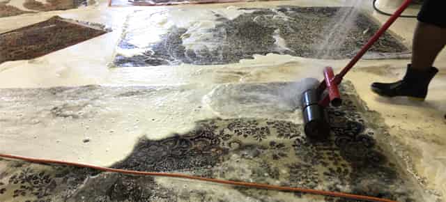 Pet Stain and Odor Removal on Rugs